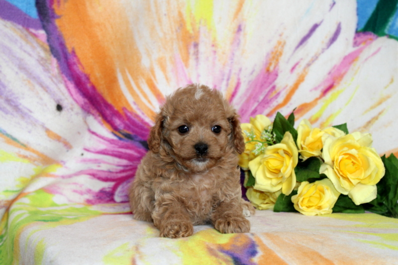 puppy, for, sale, Cavapoo, Matthew B. Stoltzfus, dog, breeder, Gap, PA, dog-breeder, puppy-for-sale, forsale, nearby, find, puppyfind, locator, puppylocator, aca